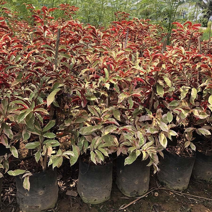 棘.PLANTS Image of Z plant-XK741115-Picxy