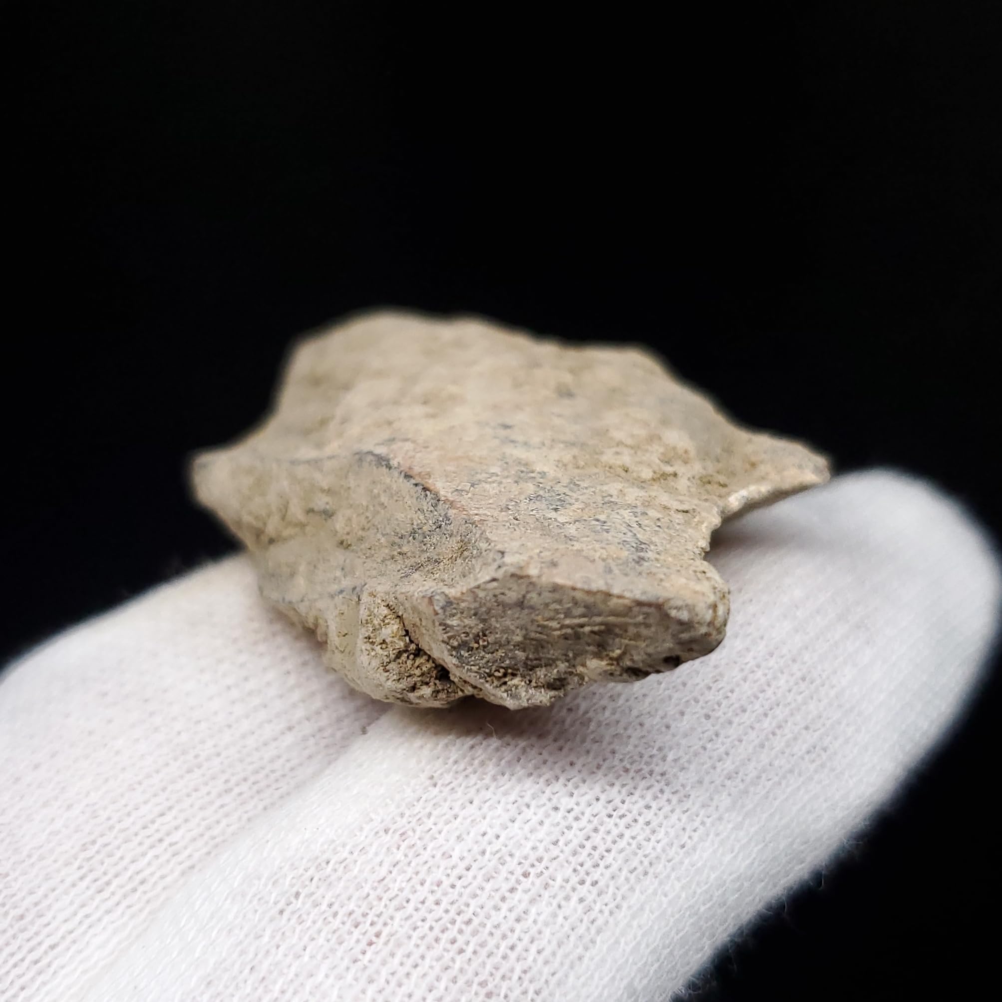 Amazon | 【化石専門店 LOLO】ティラノサウルス 化石 骨 本物 アメリカ