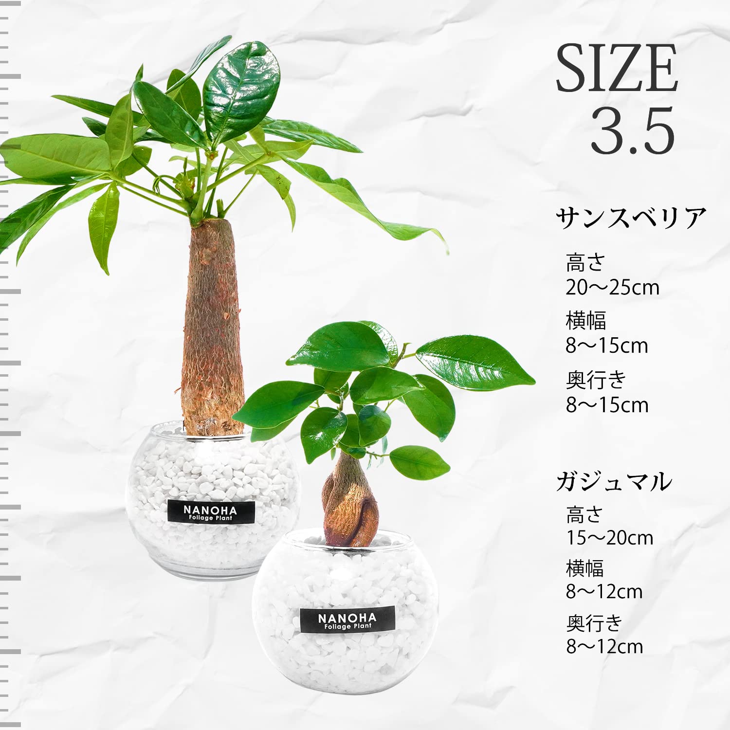 Amazon｜観葉植物 ガジュマル パキラ 2鉢セット 白砂利 ガラスボール