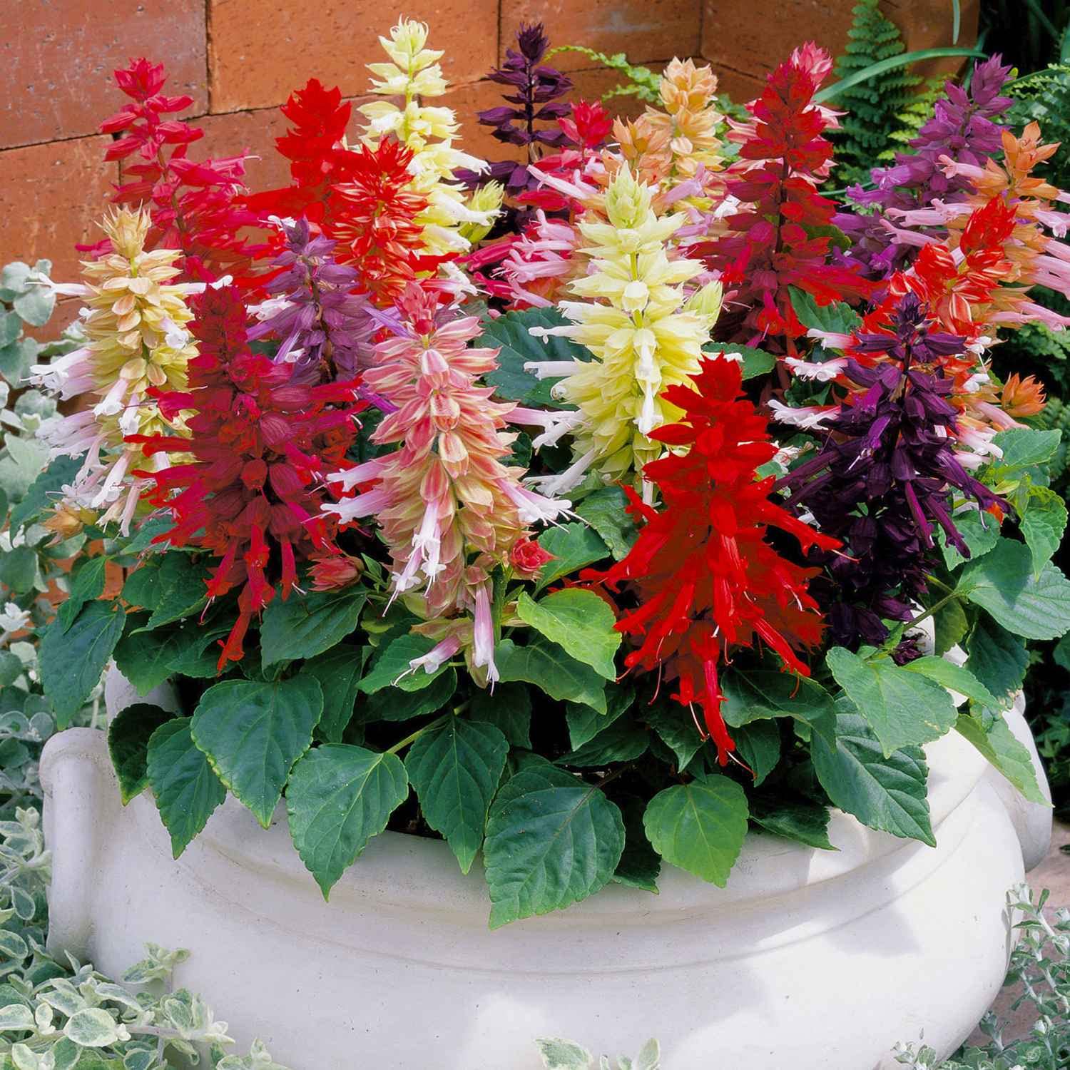 Zabbus Seeds Salvia Mixed Colour Flower Seeds Hybrid F1 Seeds for Home Garden All Season (100 Seeds) (B0BHJ4TT76) Amazon Price History, Amazon Price Tracker