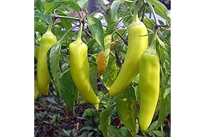 120 Organic Sweet Banana Pepper Seeds Heirloom Non GMO Garden Vegetable