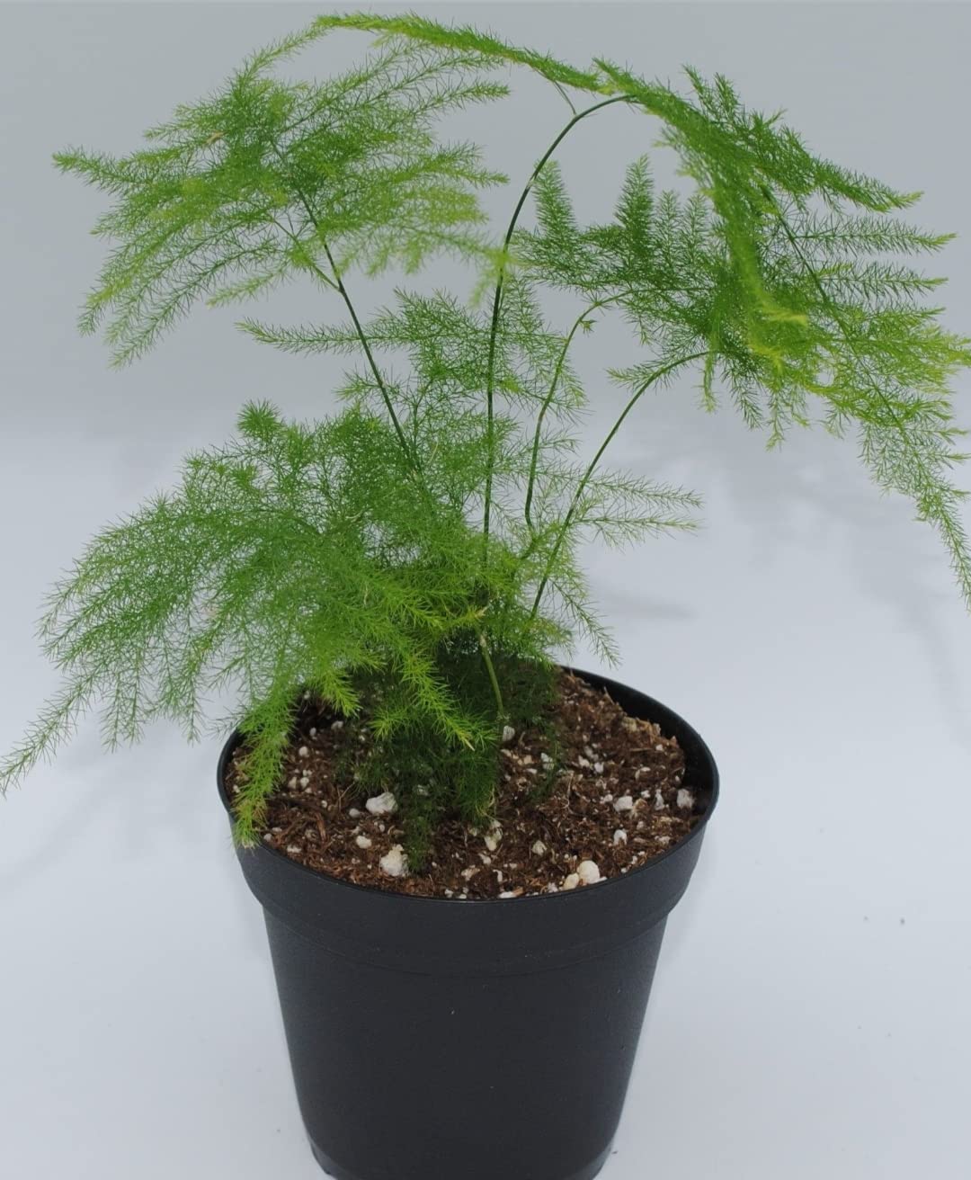 See full amazon price history chart for MVKR Live Shatavar Shatavari Medicinal Plant I With Growbag MVKR Live Shatavar Shatavari Medicinal Plant I With Growbag (B0BTQ7CXQH) Amazon Price History, Amazon Price Tracker