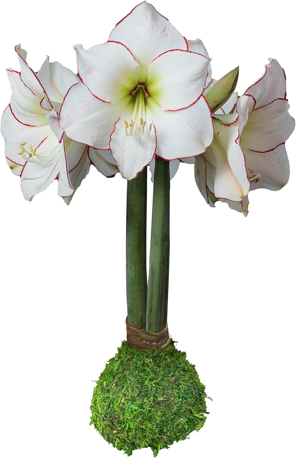 Moss Picasso Waxed Amaryllis Bulb Size 32/34
