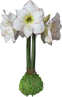 Moss Picasso Waxed Amaryllis Bulb Size 32/34