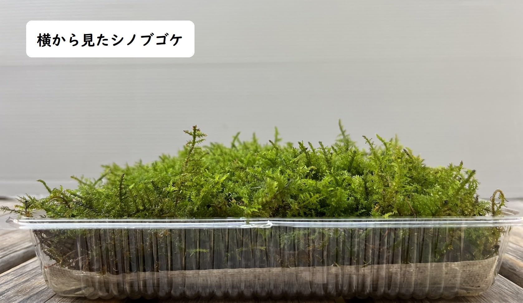 Amazon | 苔セット ハイゴケ シノブゴケ 苔 コケ テラリウム 苔玉 盆栽