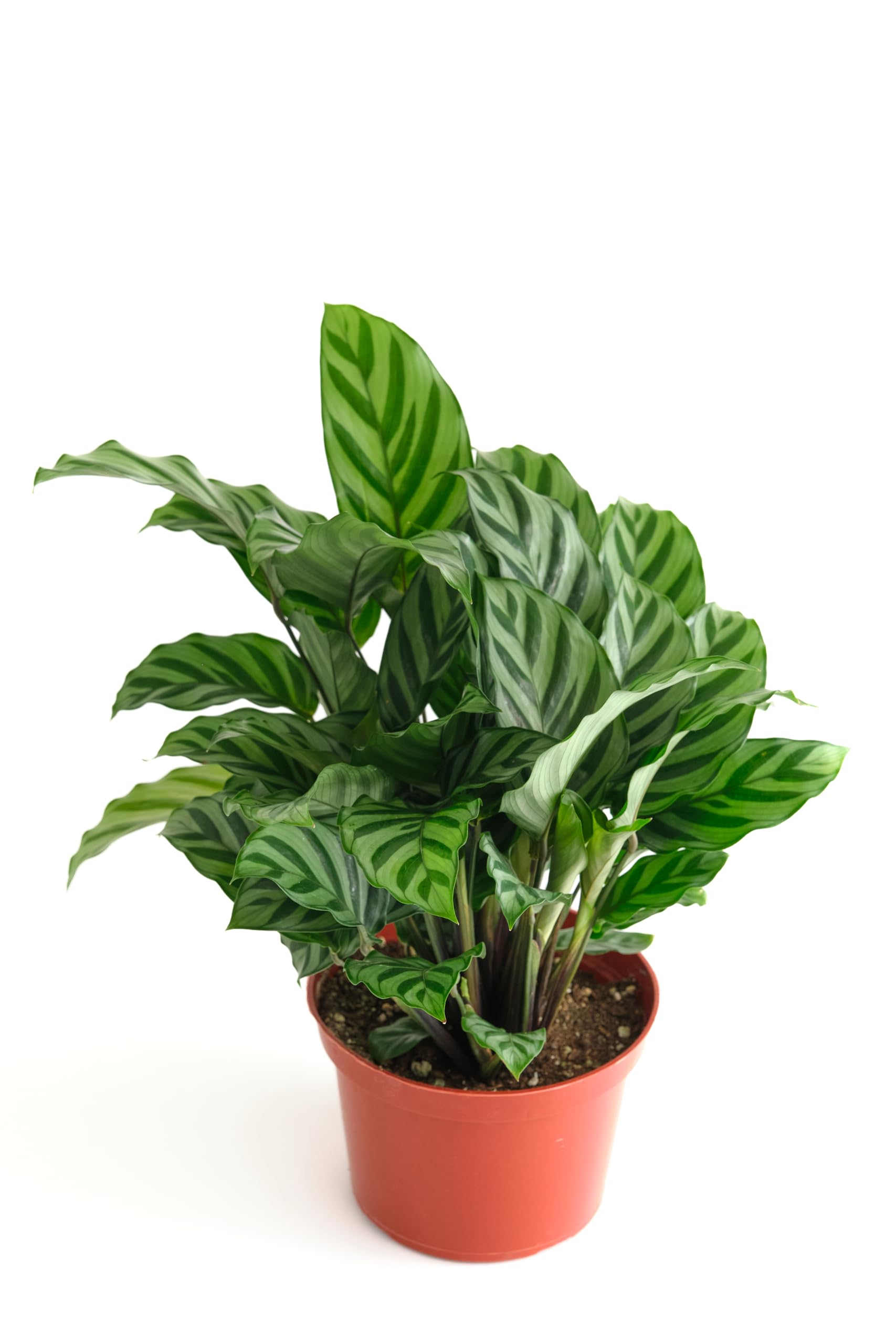 Calathea Concinna Freddie