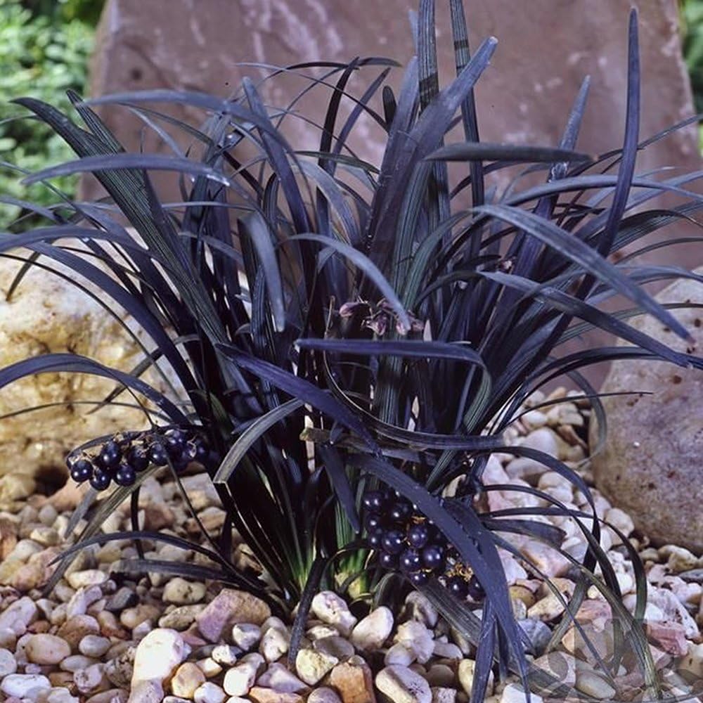 GardenersDream Ophiopogon Nigrescens Black Mondo Plant - All Year Round Ornamental Grass Shrub - Colourful Garden Ready Perennial Plant - Evergreen Garden Shrub for Borders (9cm Pot, 10-20cm)