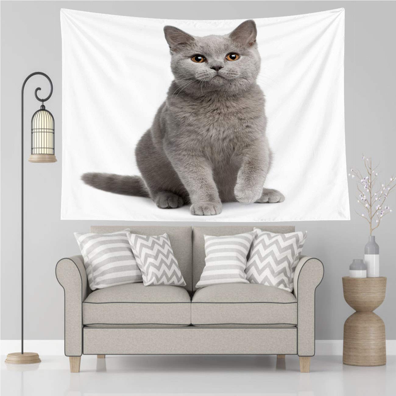 buy british blue cat