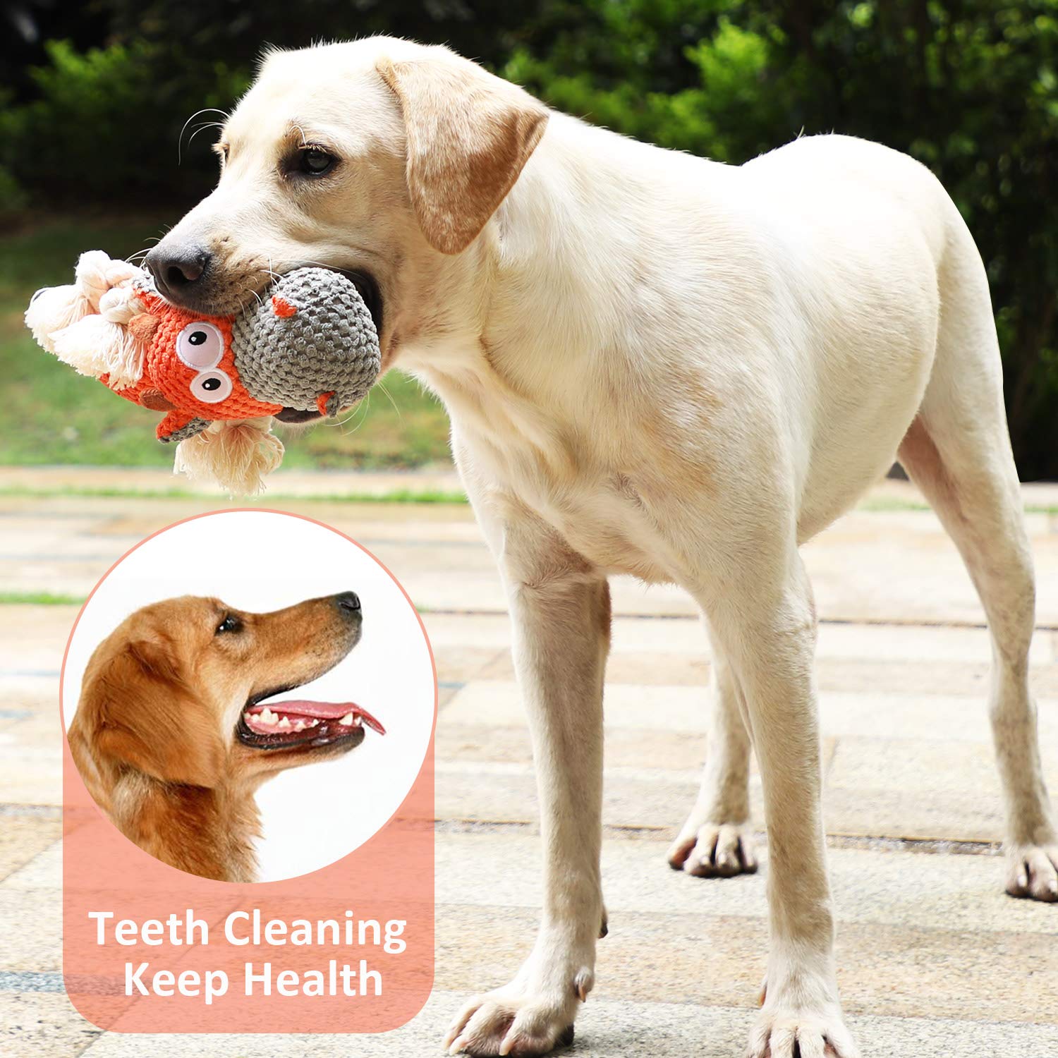 Iokheira Jouets pour Chiens, Jouets Interactifs pour Chiens, Jouets Couineurs Robustes pour Chiens avec Chiffon en Coton et Papier Froissé (Orangée, Bovins)