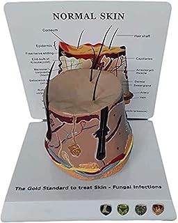 Study Model Medical Anatomical Skin Structure Model - Human Skin and Hair Organ Anatomy Model - Human Skin Anatomical Model - for Study Display Teaching Medical Model SaiFei