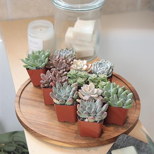 Miniatura 7 de Altman Plants Plantas Suculentas Vivas Deluxe (paquete de 12 unidades), 6 variedades únicas en conjuntos de 2, colores y formas surtidas, cuidado
