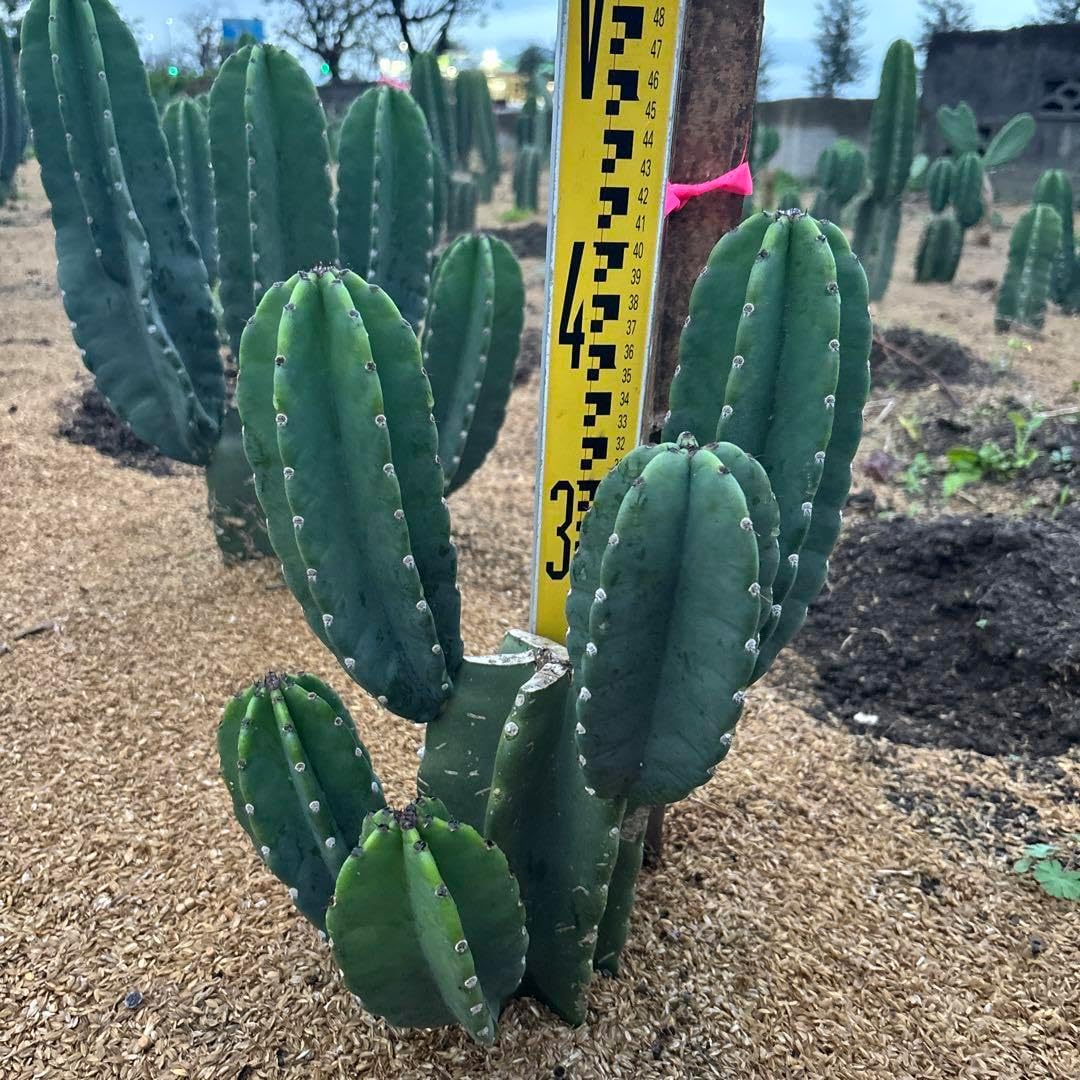 越冬済み 柱サボテン 鬼面角 7頭発根 サボテンブランチ ドライガーデン