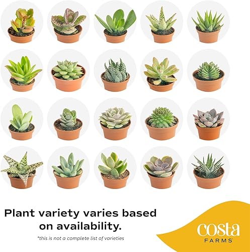 Miniatura 3 de Costa Farms Colección Mini Succulents Plantas suculentas vivas con macetas cultivadoras plantas de interior reales de 2 pulgadas de alto juego de