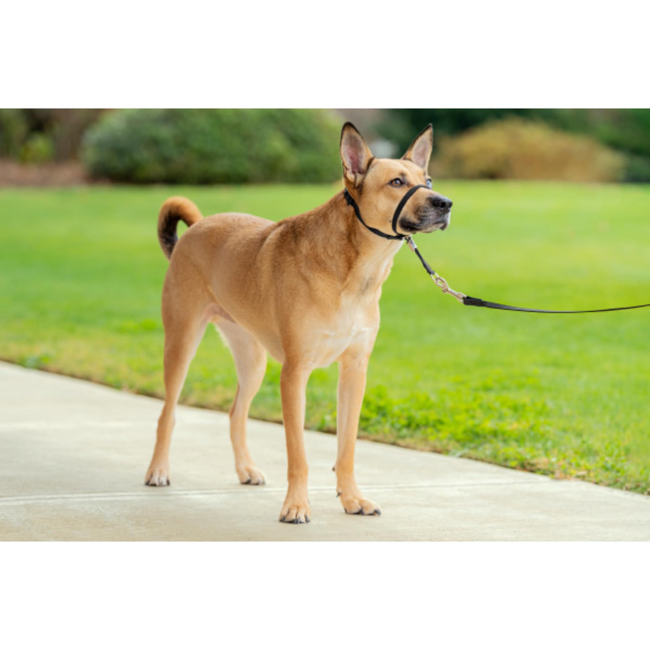PetSafe Easy Walk – Bozal para Perros, Collar de Cabeza Antitirones para Perros, Ajustable, Acolchado, con Correa De Paseo Incluida, Negro, M