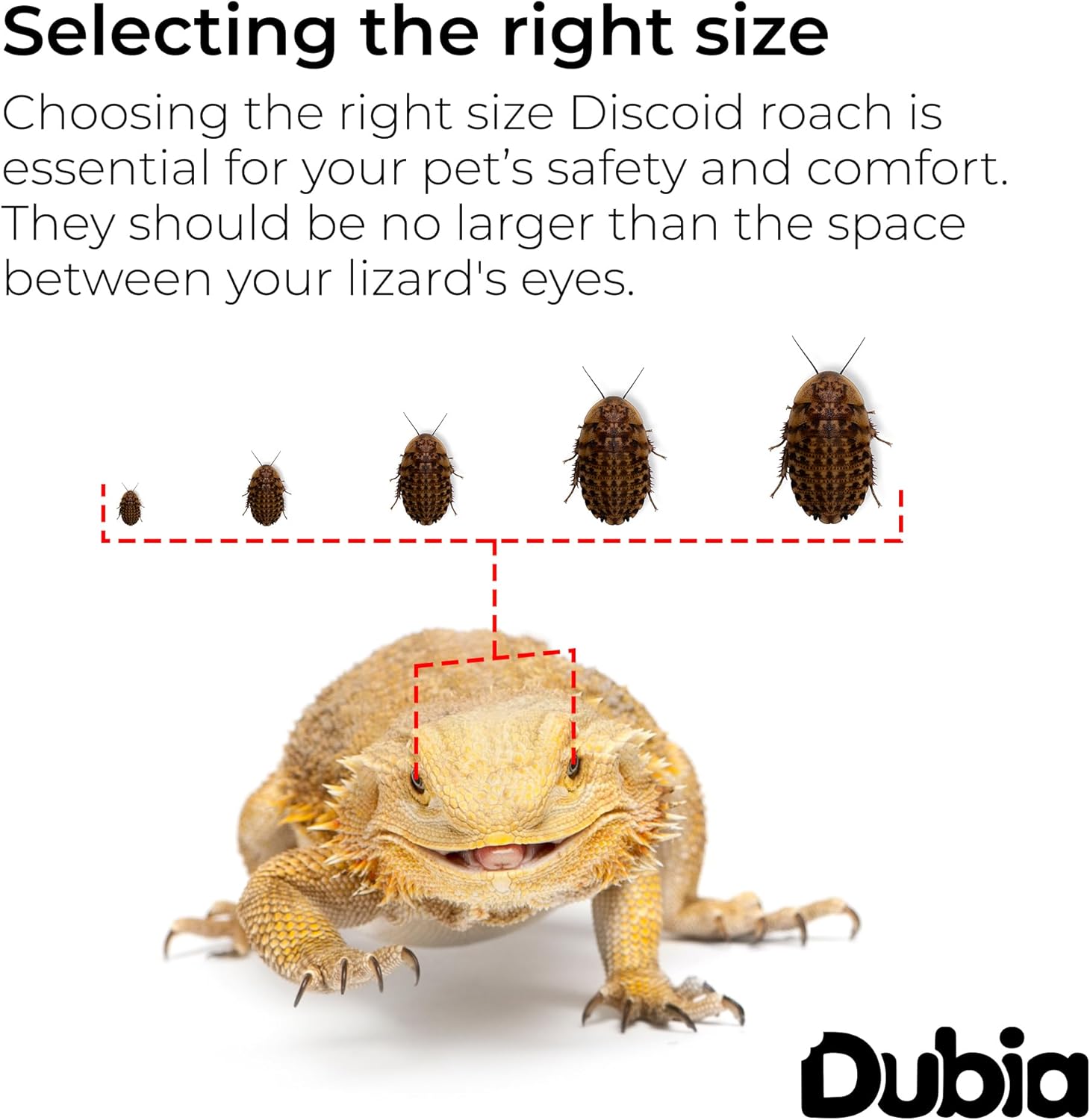 Dubia.com 100 Large 3/4" 1" Discoid Roaches Live, Feeder Insect for Reptiles & Amphibians, NutrientRich Roach Bug, Manageable Size, Easy Care, Hardy Nature and No Odors