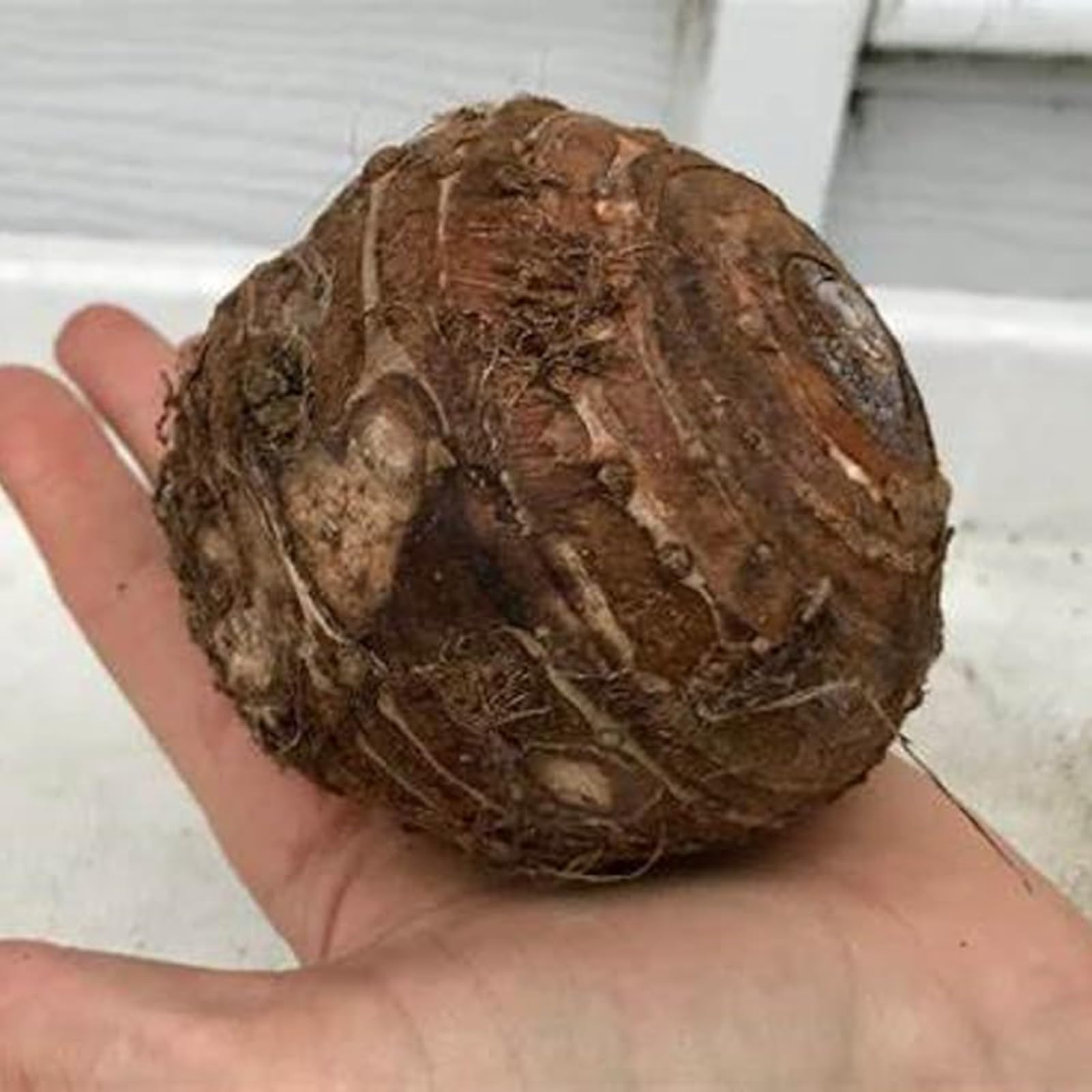Rizomi di Orecchie di Elefante da Piantare, Fogliame Straordinario e Robusto, Ideale per Esterno e Resistente-b-4 Rizoma