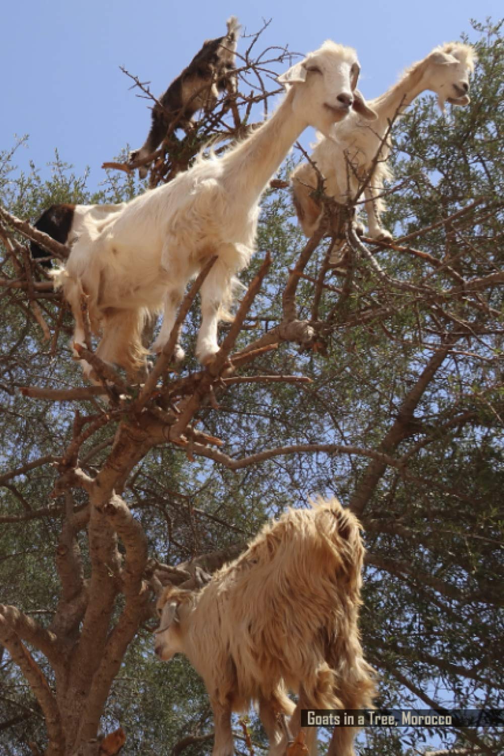 Goats in a Tree, Morocco: Lined Journal Notebook: 100 pages, 6" x 9" – for Travel, Diary, Composition, Meditation Journaling