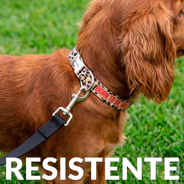 Foto 5 de 7 de Fisura - Collar para Perros Ajustable con Mensaje “Born to be Wild”. Collar de Nylon para Perro pequeño.…