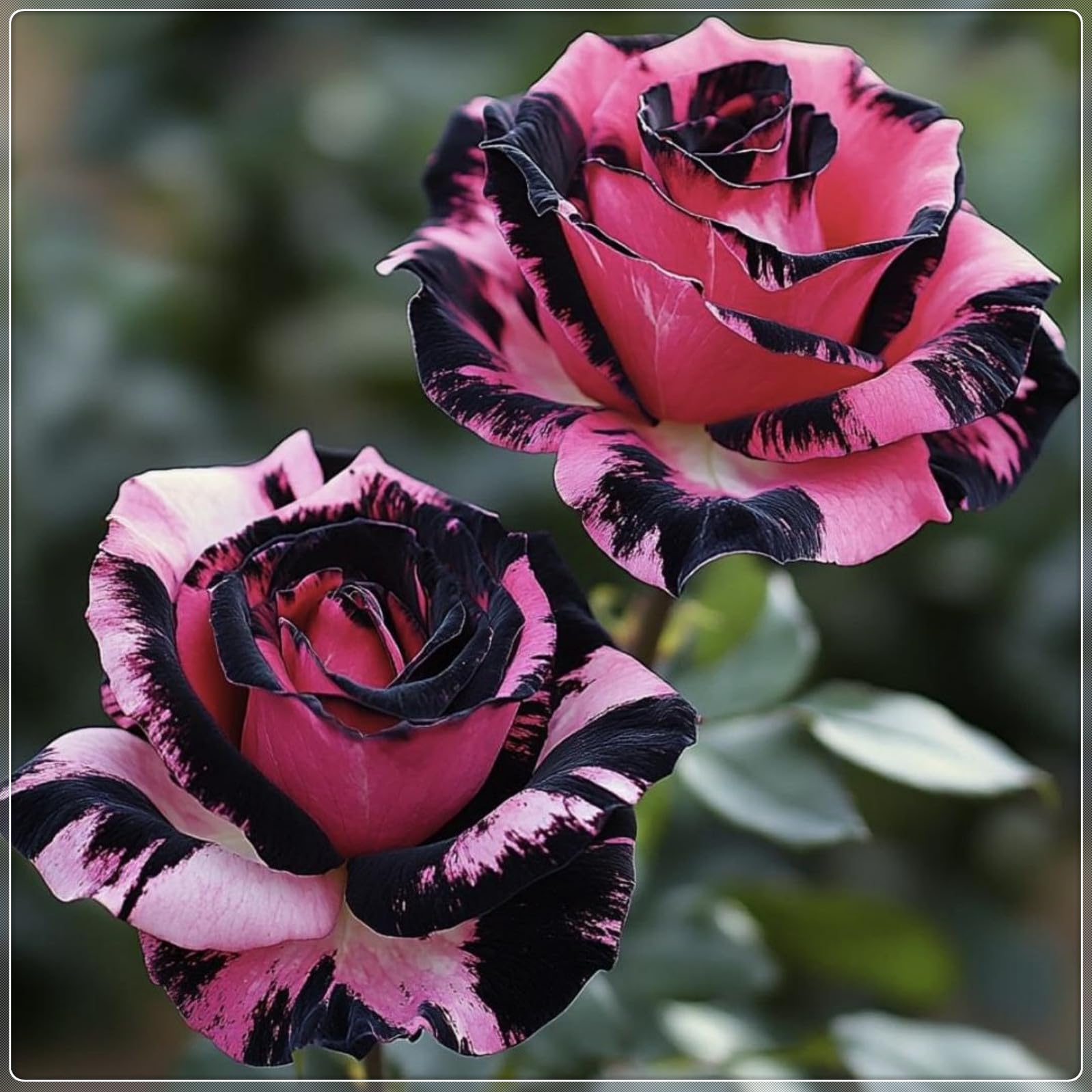 Perennial Hybrid Rose Plants-Climbing Flowers-Rare and Beautiful Rose Bulbs in Bulk-Planting for Stunning Garden Displays-BNSOIDE-a-3 Bulbs