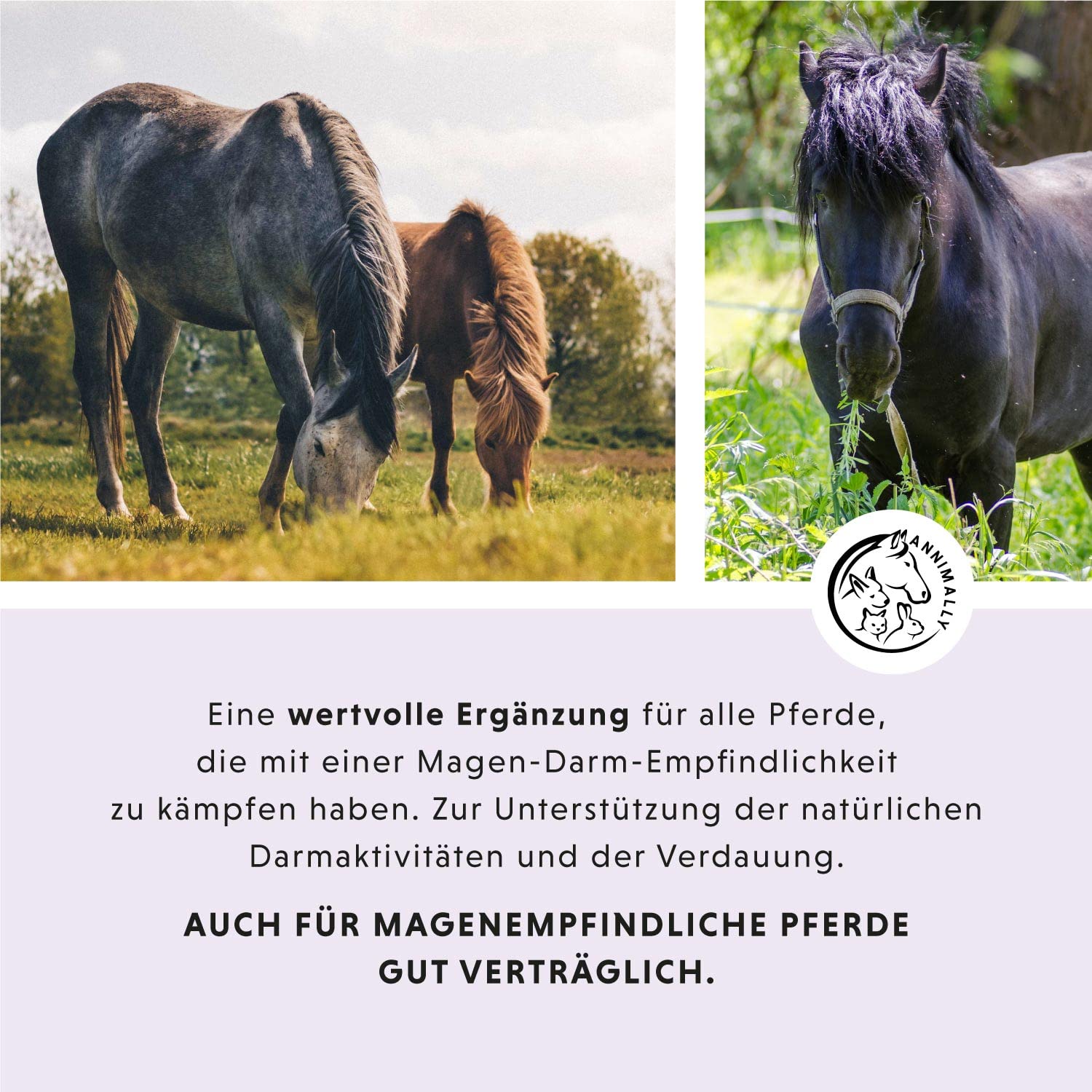 Annimally Magen Darm Liquid Pferd 1000ml - Gastro Colon Vital zur Unterstützung der Verdauung zum Beispiel bei Kotwasser - Natürliche Magen Kräuter für Pferde