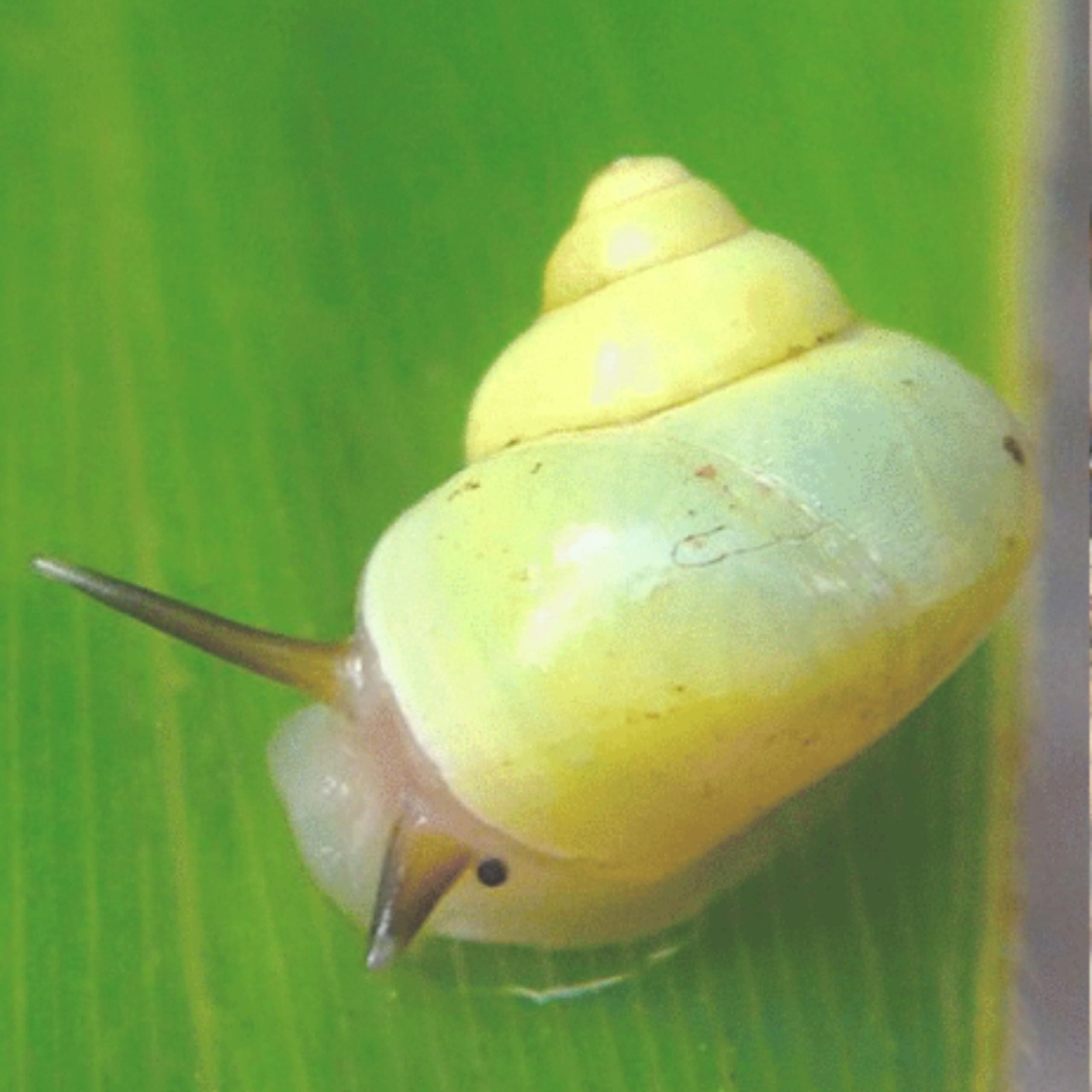 カタツムリ様購入ページ