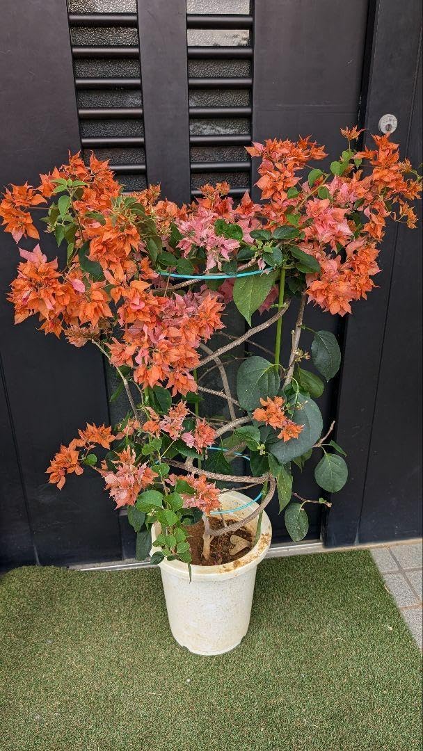 416レア　ブーゲンビリア苗　八重咲き ブーゲンビリア大苗 八重咲き 416レア ブーゲンビリア苗 八重咲き