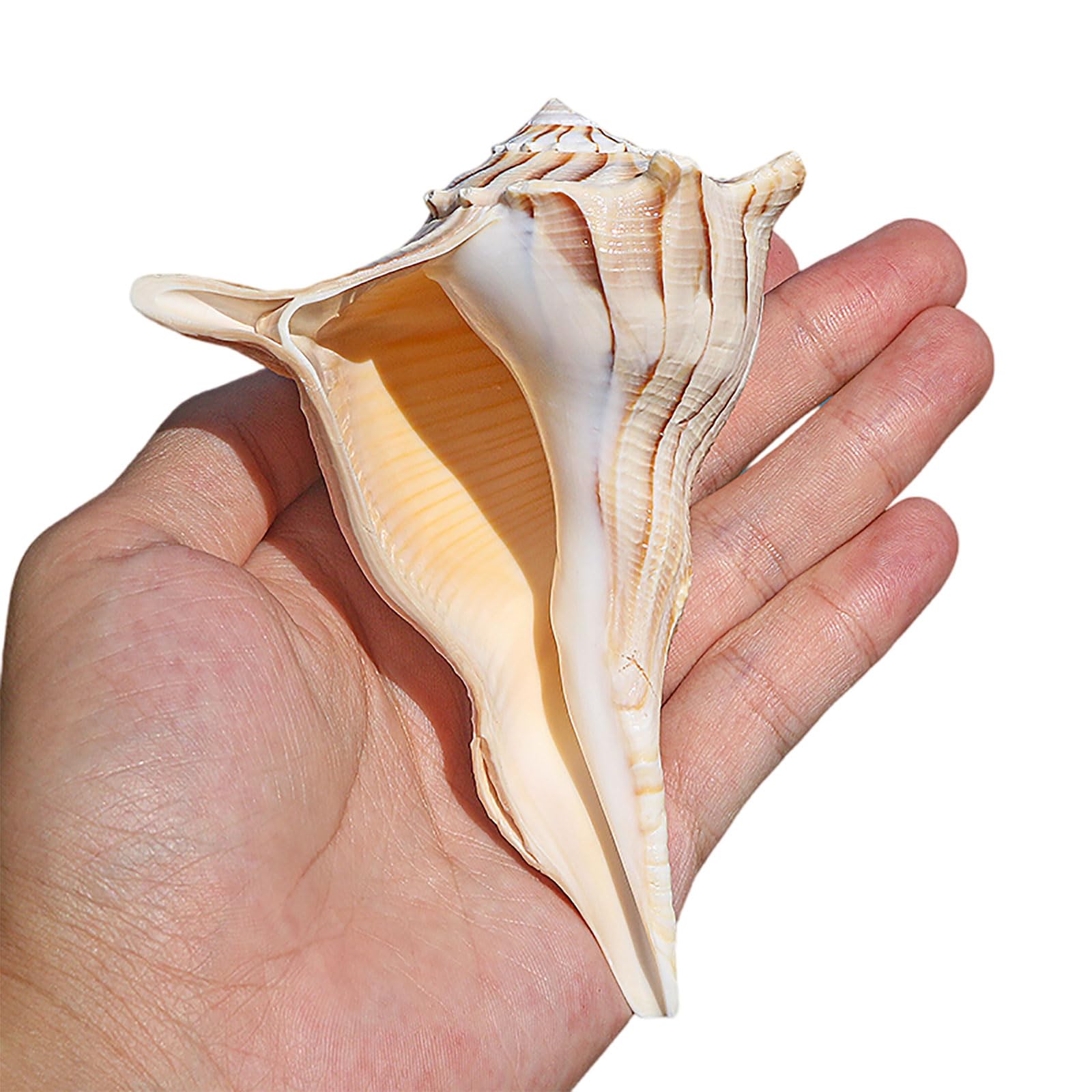 Conchiglie decorative, grandi conchiglie for decorazioni, grandi conchiglie, conchiglie oceaniche da 4-7 pollici for feste a tema spiaggia, matrimoni, decorazioni for la casa, artigianato fai da te, a