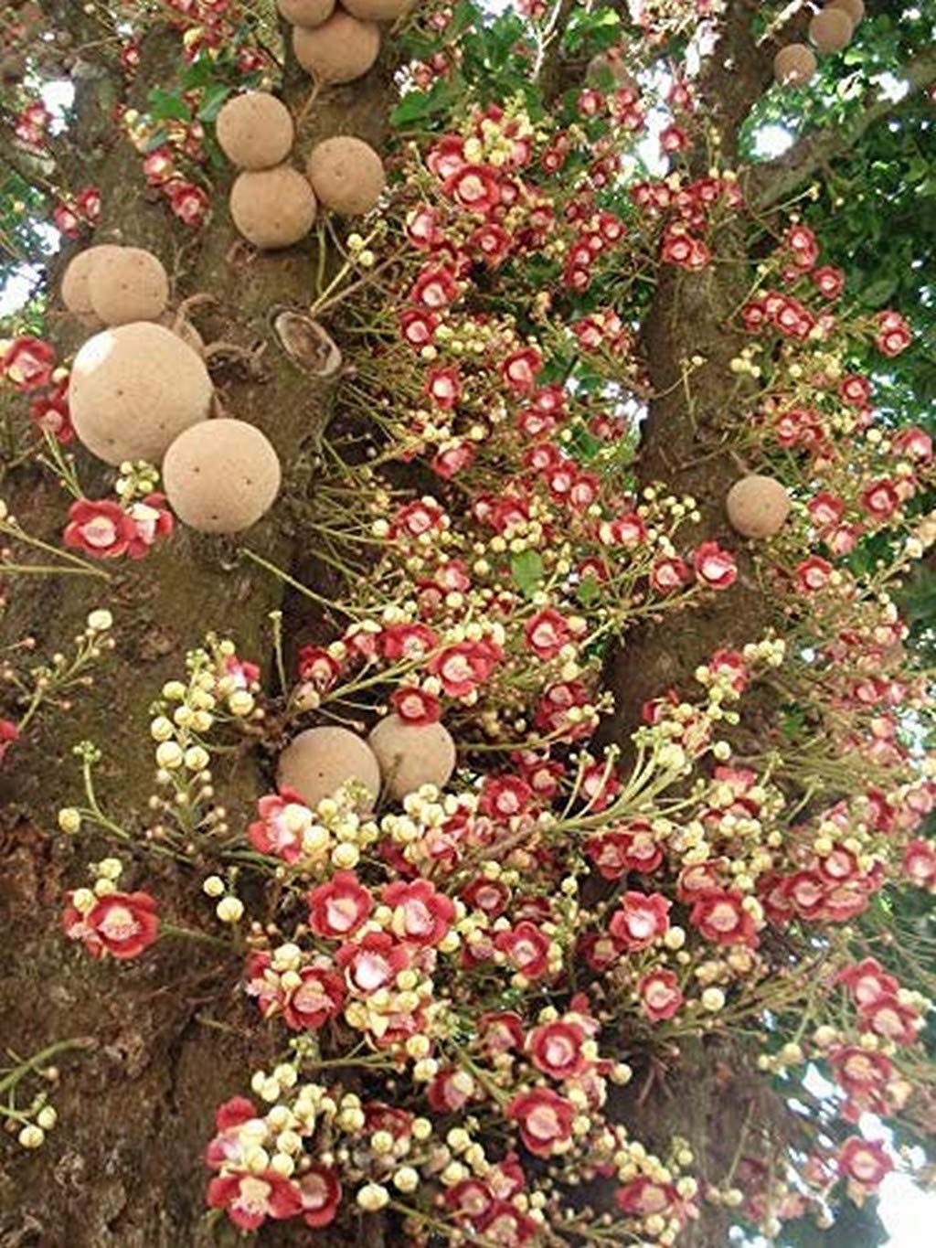 See full amazon price history chart for Creative Farmer Live Plant Cannon Ball Tree (Couroupita Guianensis) Nagalinga/Shivalingam Nagalinkam (Cannonball Tree) Medicinal (1 Healthy Live Herb/Medicinal/Ornamental Plant) Creative Farmer Live Plant Cannon Ball Tree (Couroupita Guianensis) Nagalinga/Shivalingam Nagalinkam (Cannonball Tree) Medicinal (1 Healthy Live Herb/Medicinal/Ornamental Plant) (B08Q8N1TFC) Amazon Price History, Amazon Price Tracker