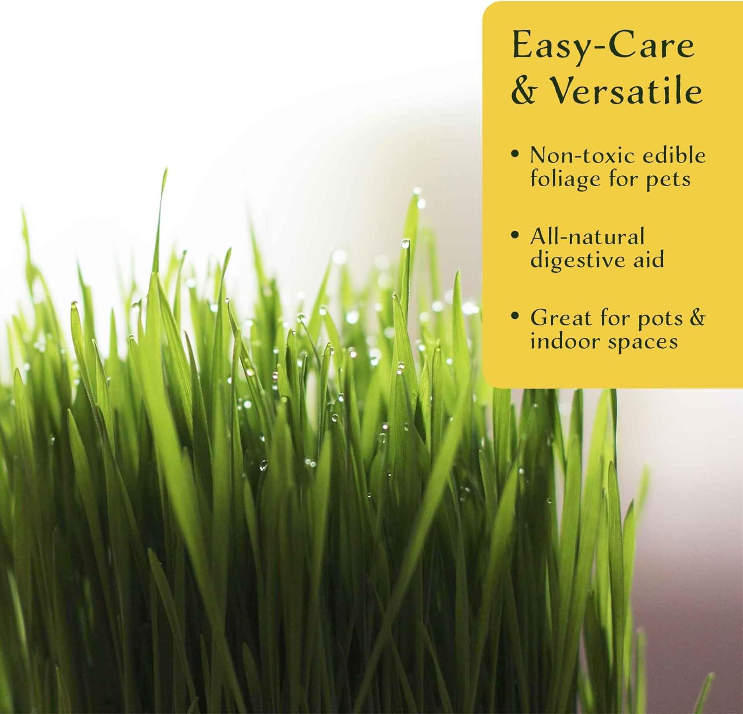 4 Cat Grass – Nutritious, Pet-Friendly Grazing Grass for Cats & Dogs for Gardens, Planters & Containers (Dactylis glomerata) in 2.5″ Cubes, Live Plants (4 Plants)