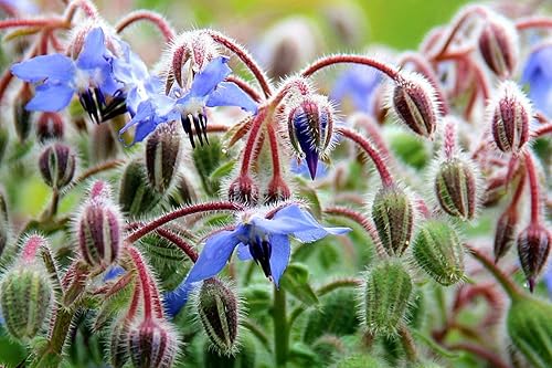 Miniatura 5 de Semillas Borraja Hierbas Anuales No GMO Heirloom