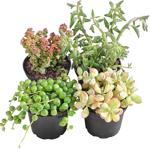 Miniatura 6 de Plantas suculentas (paquete de 4), suculentas vivas totalmente enraizadas en macetas de cultivo de 5 cm, planta única en maceta para bricolaje,