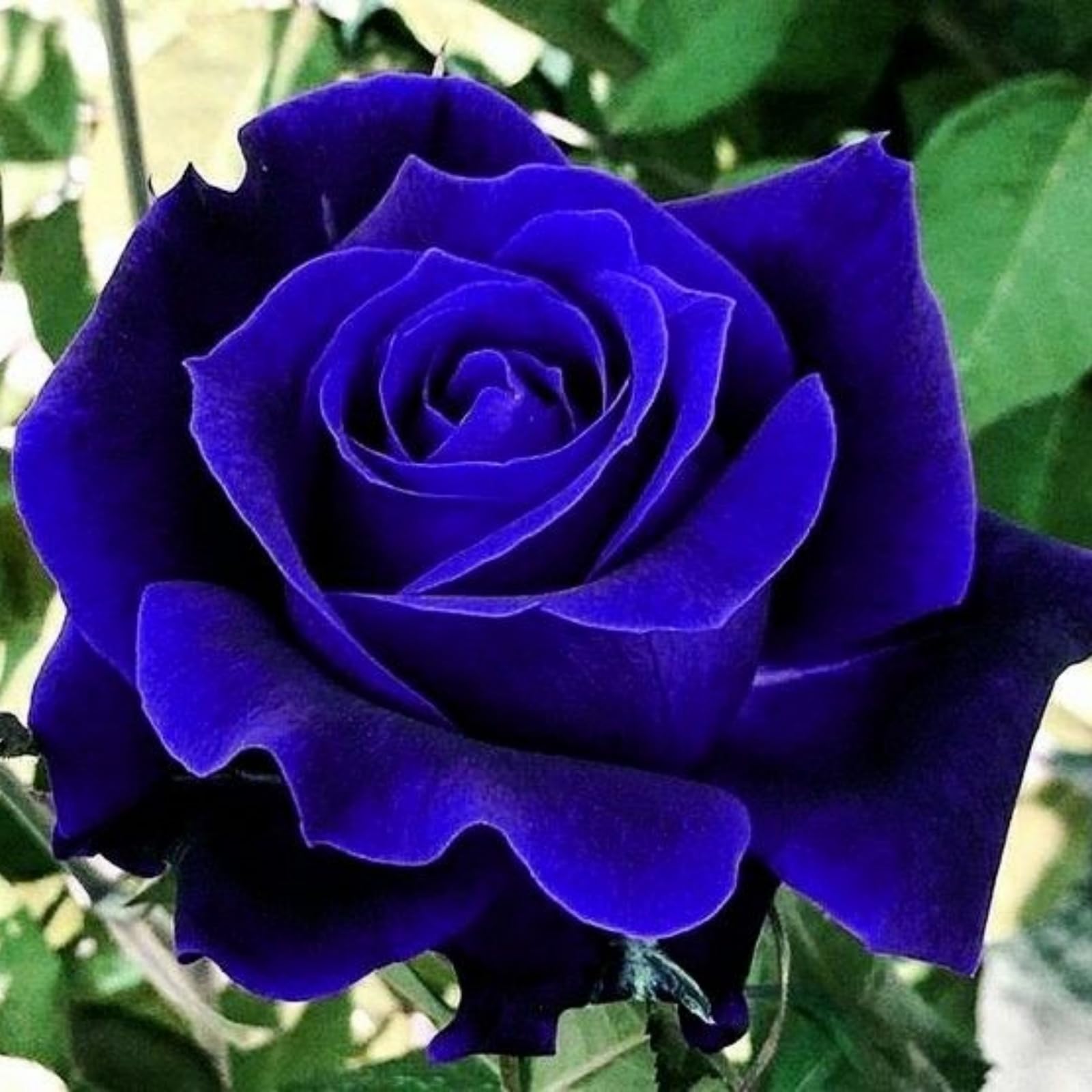 Rose Rhizome, Hardy Perennial, Garden Decoration, No Watering Required, Professional Planting, Suitable for Spring and Autumn-3 Rhizome-B