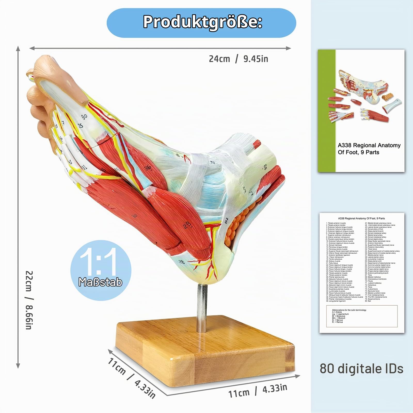 Natürliches anatomisches Modell des großen Fußes 9-Teile mit digitalen Zeichen 81 und entsprechenden Textbeschreibungen, Iclding Knochen, Muskeln,Bändern, Nerven und Blutgefäßen des menschlichen Fußes
