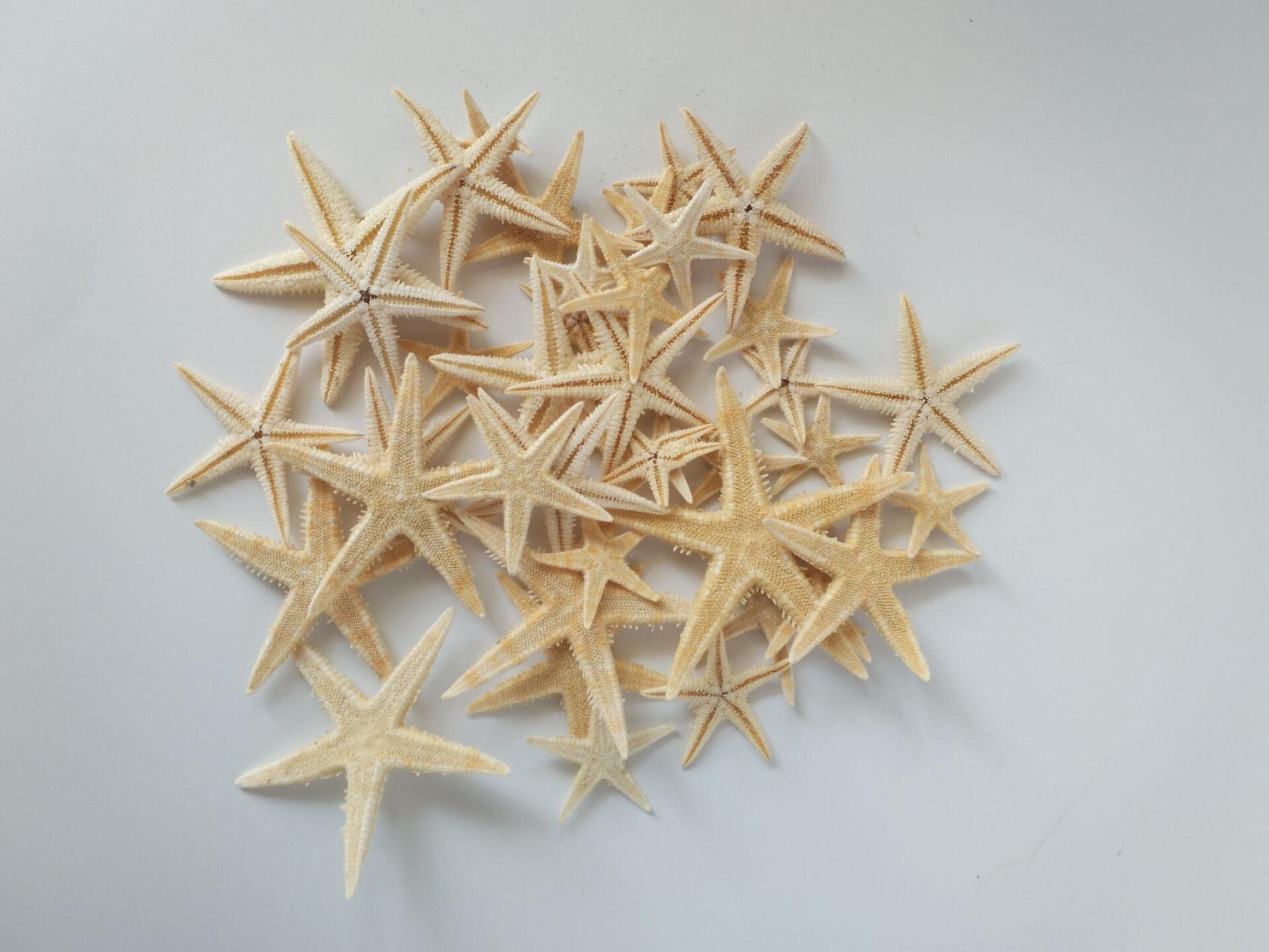 Coquillages de mer et étoiles de mer naturelles pour bricolage créatif et décoration de mariage