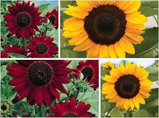 80 Red Sunflower Seeds Plus 100 Giant Yellow Seeds Flower Seeds by Pretty Wild Seeds