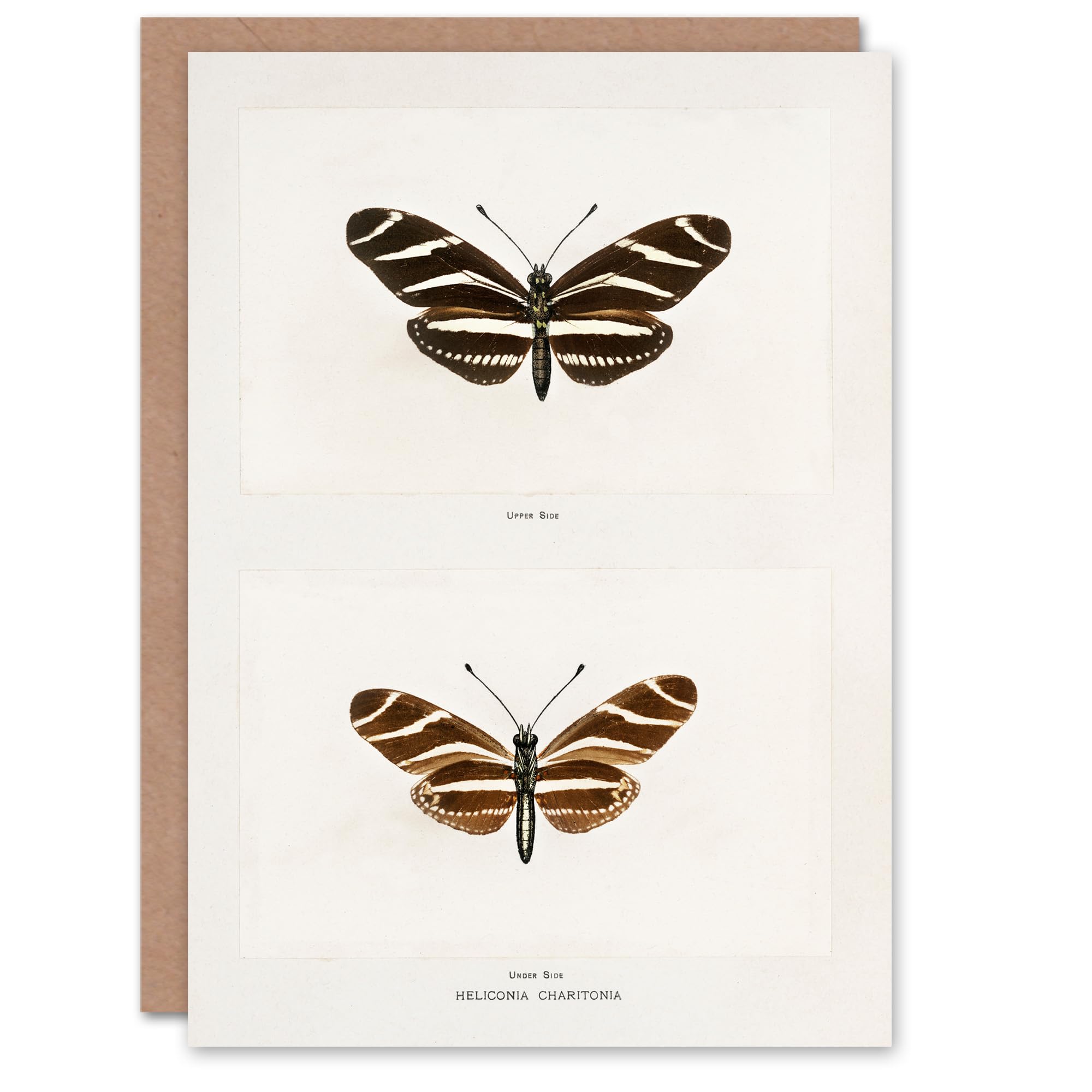 Artery8 Sherman Denton Art Card Zebra Longwing Butterfly