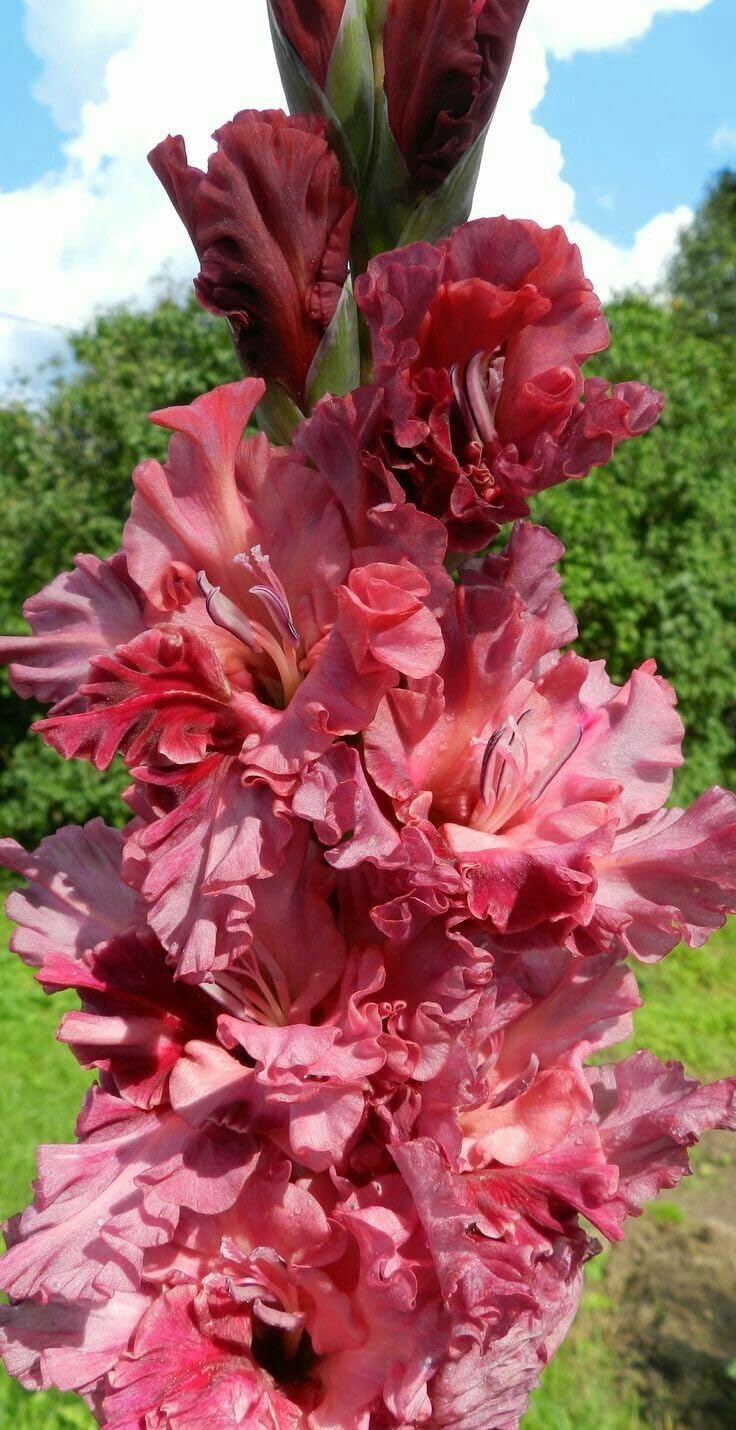 Radha Krishna Agriculture® Gladiolus Flower Bulbs All session Imported Vearty for Home and Gardening Pack of 5 bulbs (MAROON)