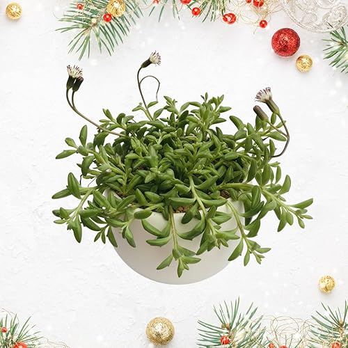 Planta de cadena de delfines vivos, planta suculenta, maceta de 4 pulgadas para cultivo en interiores o exteriores