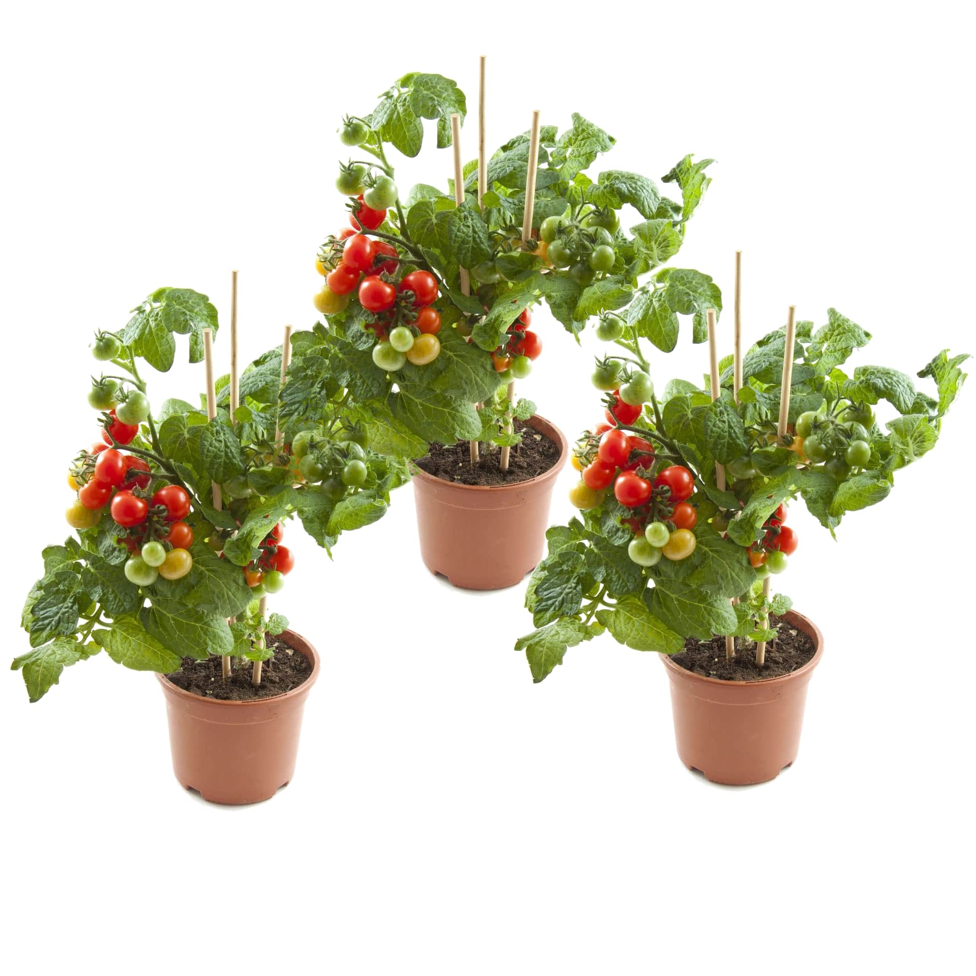 Plantas de Tomates - Pack 3 Unidades - Tomateras Plantas Naturales