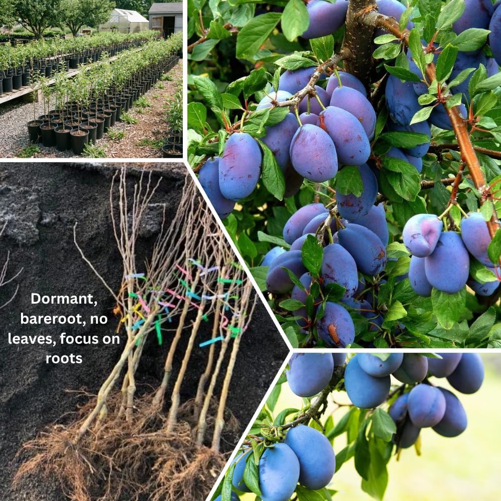 Dark Purple Plum Tree 6-15 Inch Tall, Hardy Plum Fruit Tree for Planting, Bareroot Dormant Fruit Tree for Outdoor Planting