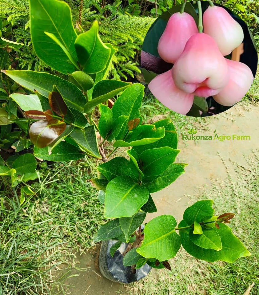 Rukonza Thai Pink Water Apple Fruit Plant - 1 Healthy Air Layering Java Apple/Jamrul Tree (Fruit After 1 Year) Plant Height 2 feet (Thai Pink Water Apple Plant) (B0DB2PBQMS) Amazon Price History, Amazon Price Tracker