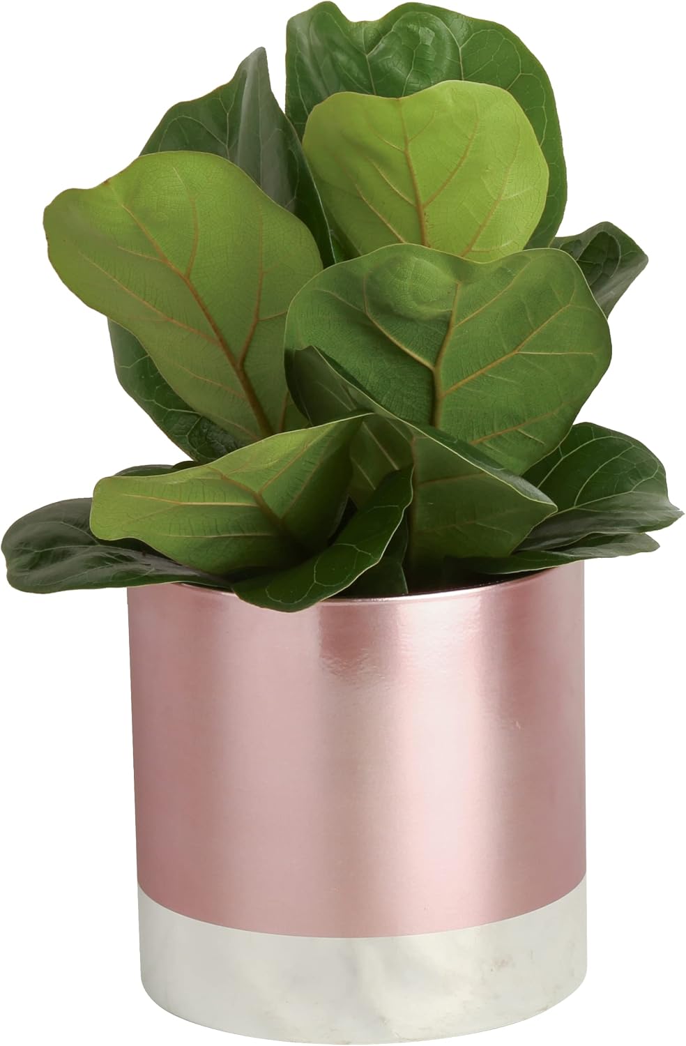 Costa Farms Live Indoor Plant, Little Fiddle Leaf Fig Tree, Indoor House Plant, in Premium Rose Gold Decor Planter, 1-2 Feet Tall