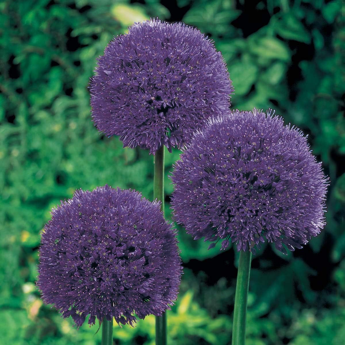 Persian Blueโข Spring Flowering Allium Bulbs - A Showstopper in Bouquets, Borders or naturalized Landscapes - 5 Bulbs Measuring 12 CM per Order - Due to State regulations Can't Ship to ID or WA
