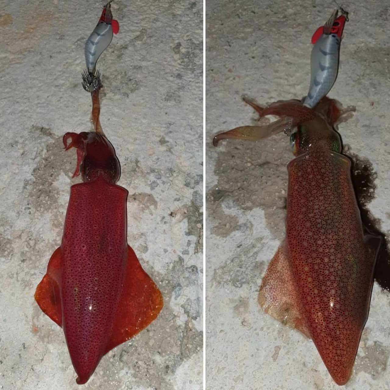 Esca Tonanara per Cefalopodi - Gamberetto Luminoso di Notte e Adatto per la Pesca di Polpo, Seppia, Calamari X EGI