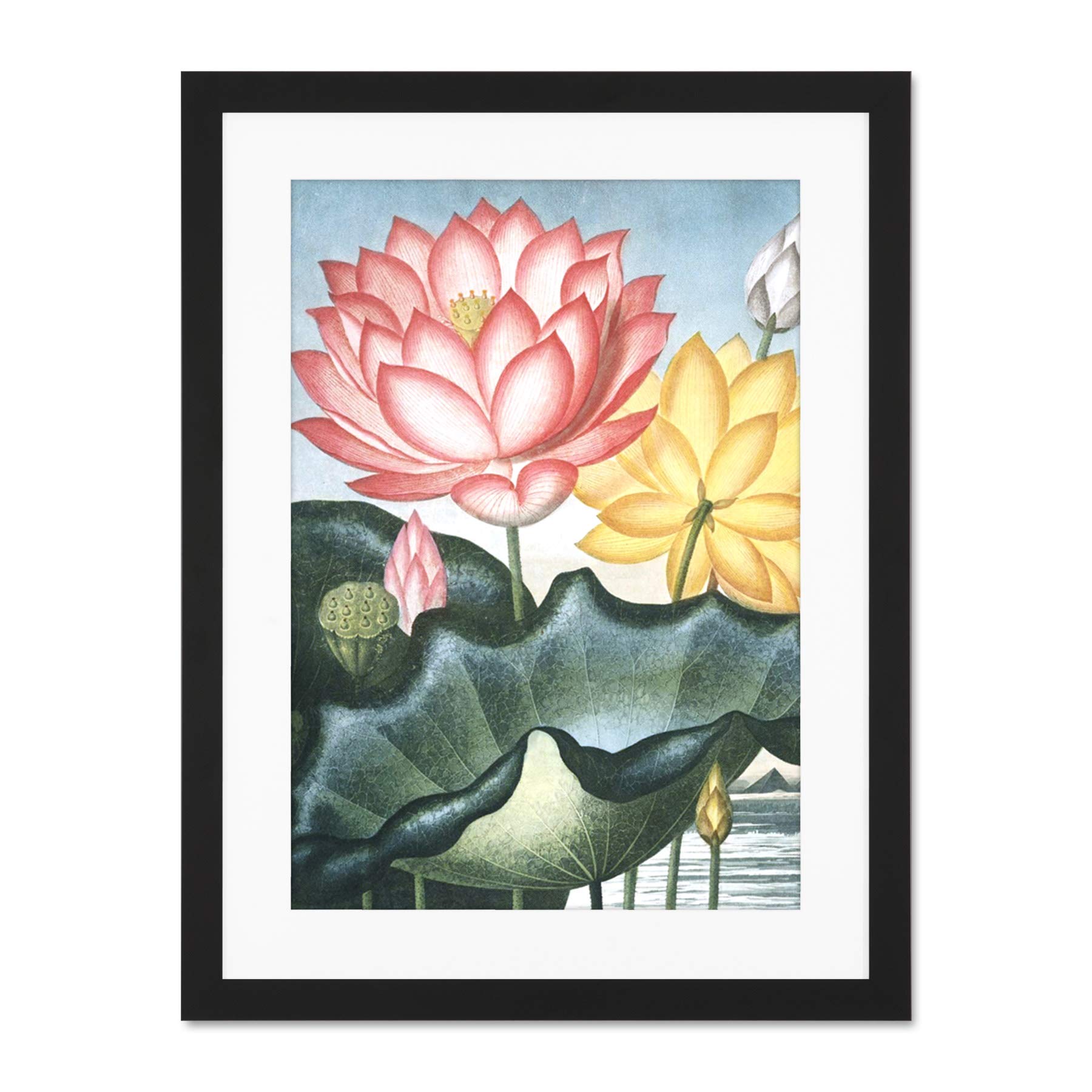Wee Blue Coo Flowers Lotus Sacred Egyptian Bean Large Framed Art Print Wall Poster 18x24 inch