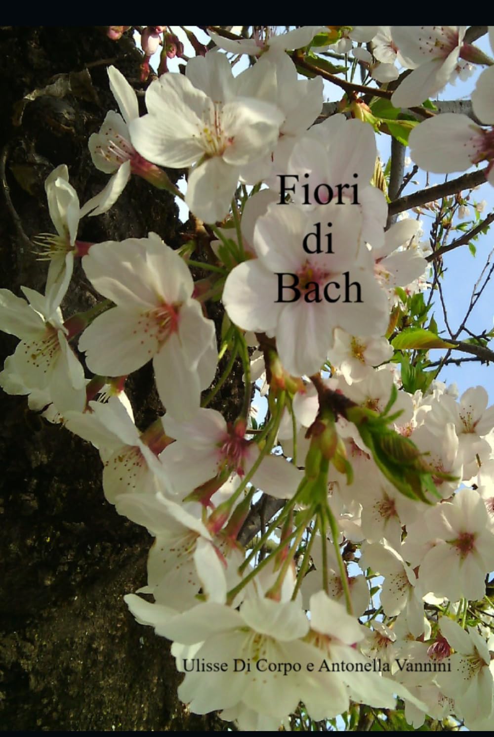 Fiori di Bach, sincronicità e attrattori