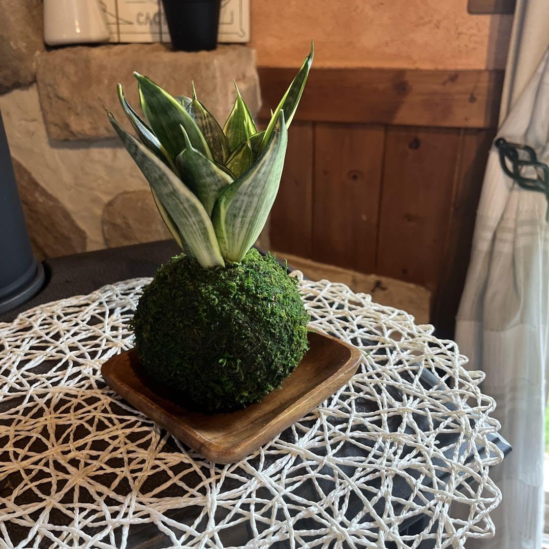 Amazon.co.jp: サンスベリアの苔玉 : ホーム＆キッチン