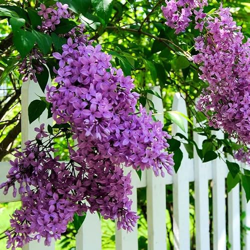 Lilac Bushes Live Plant, Dark Purple Lilac Syringa Well Rooted, 6 to 8 Inch Tall, Ready to Plant