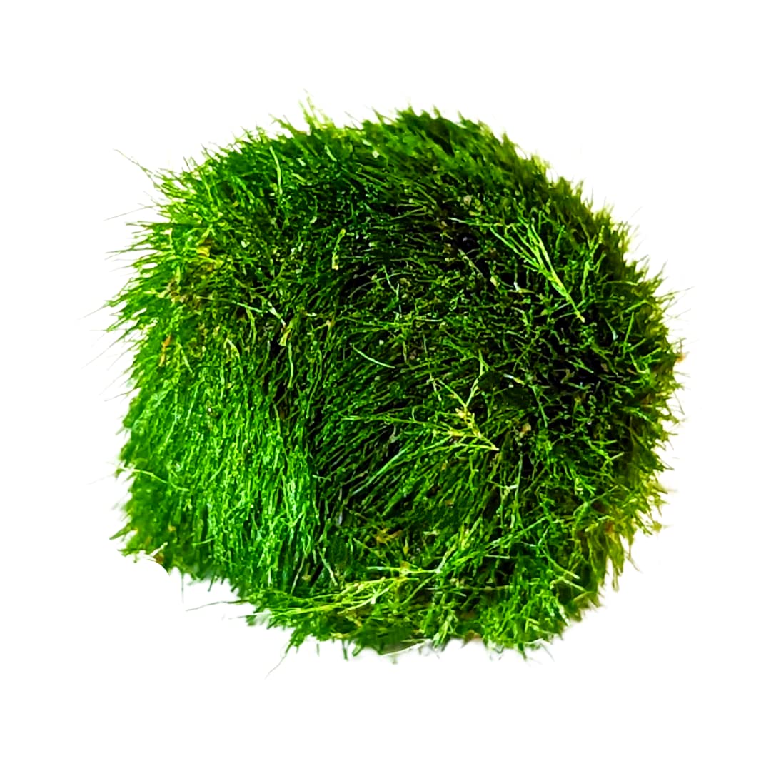 Marimo Moss Balls Aquarium Aquatic Plant Easy Betta Cherry Shrimp Java (1)