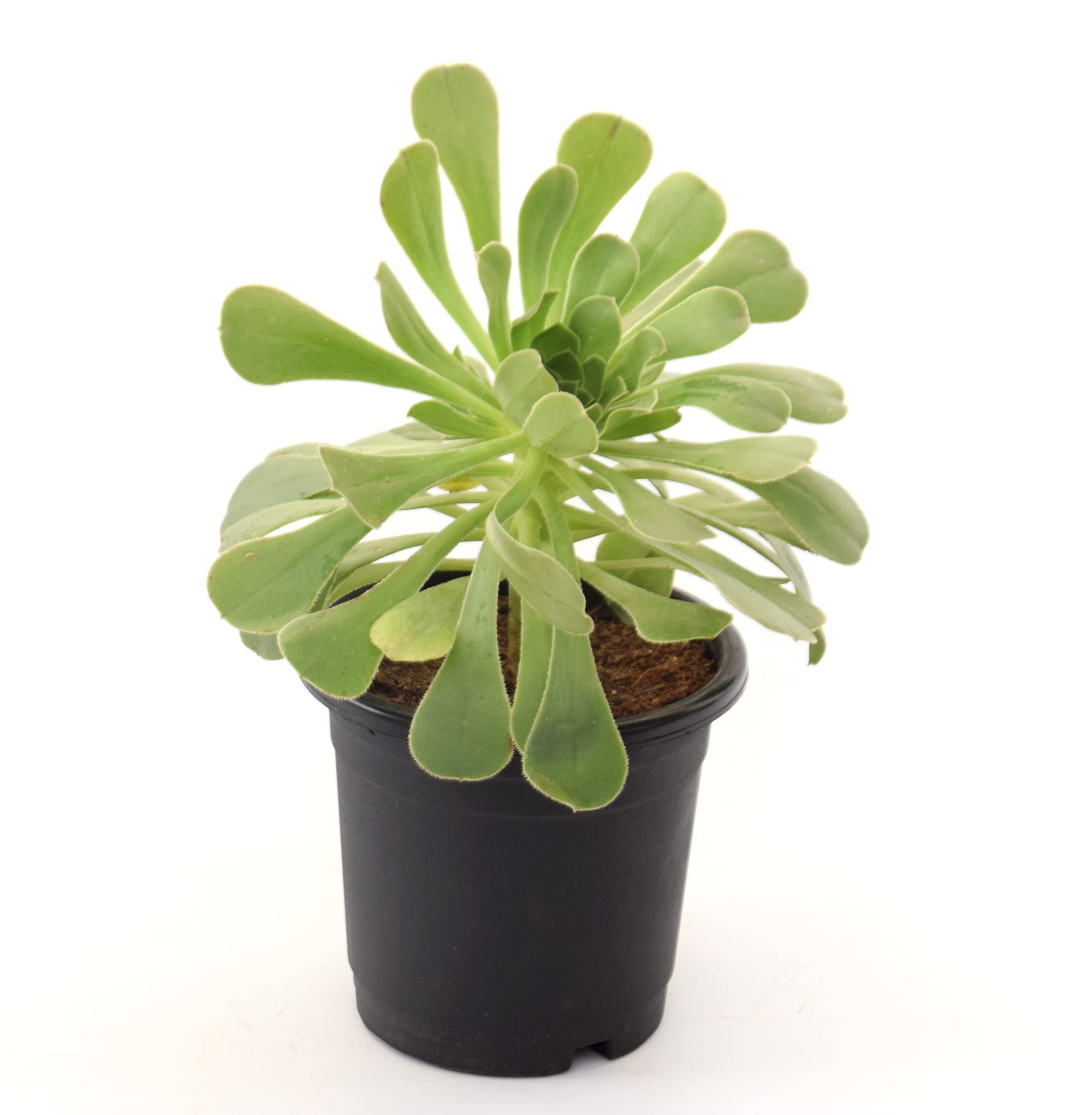 Vh Veryhom Aeonium Arboreum | Tree Houseleek Succulent Live Plant By Veryhom (B09TZWHXH3) Amazon Price History, Amazon Price Tracker